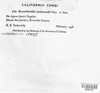 Bonordeniella memoranda image